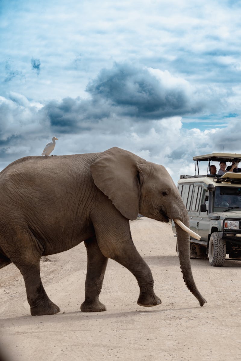 Majestic elephant crossing dirt road with safari vehicle in African landscape.